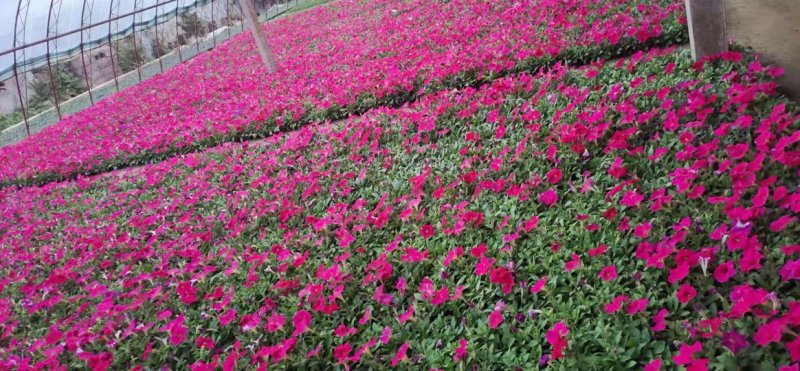 矮牵牛花（一手货源）