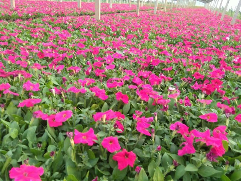 矮牵牛花（一手货源）