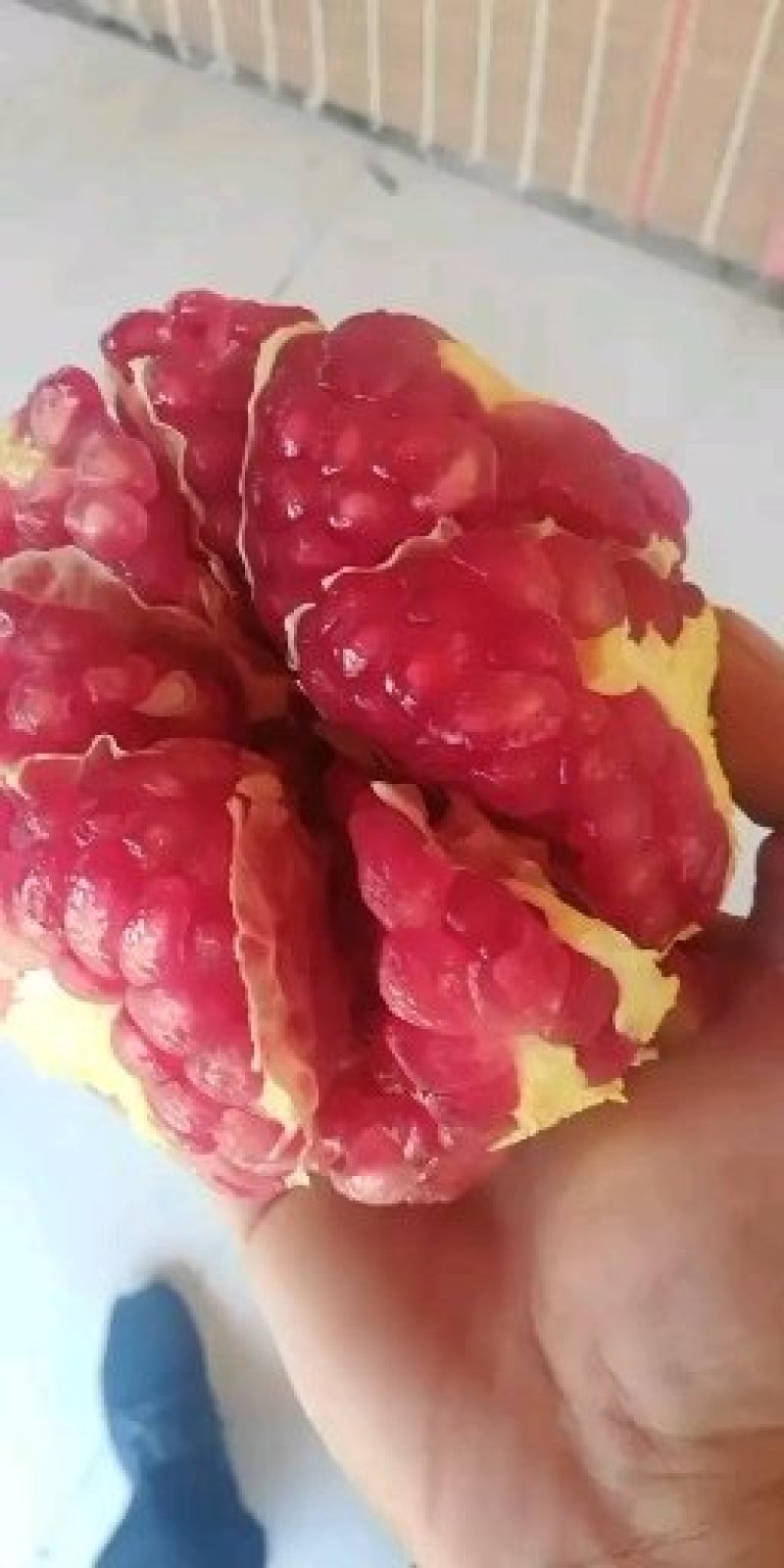 突尼斯软子石榴