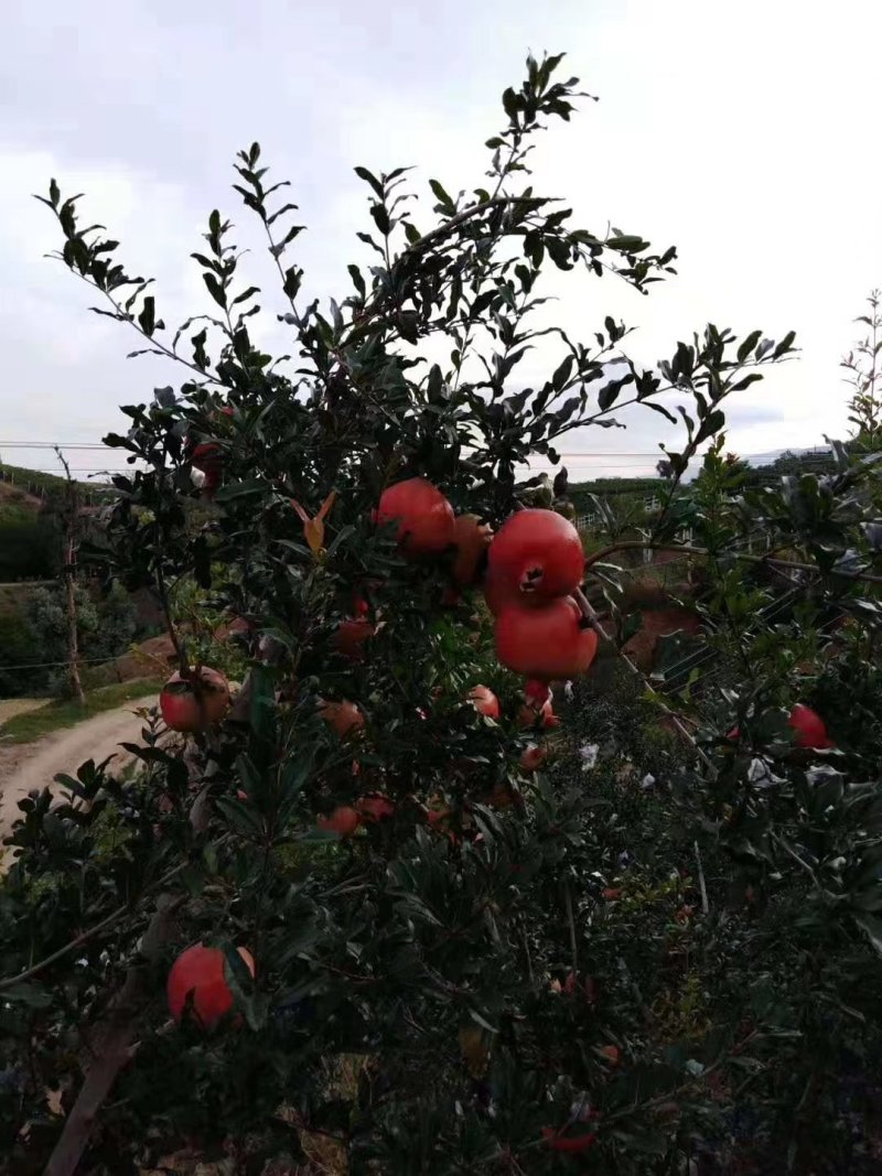 突尼斯软子石榴