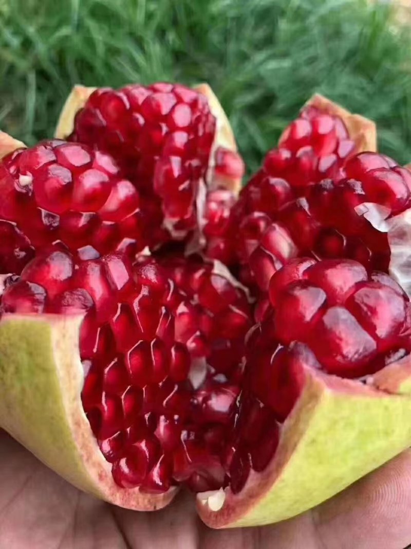 突尼斯软子石榴