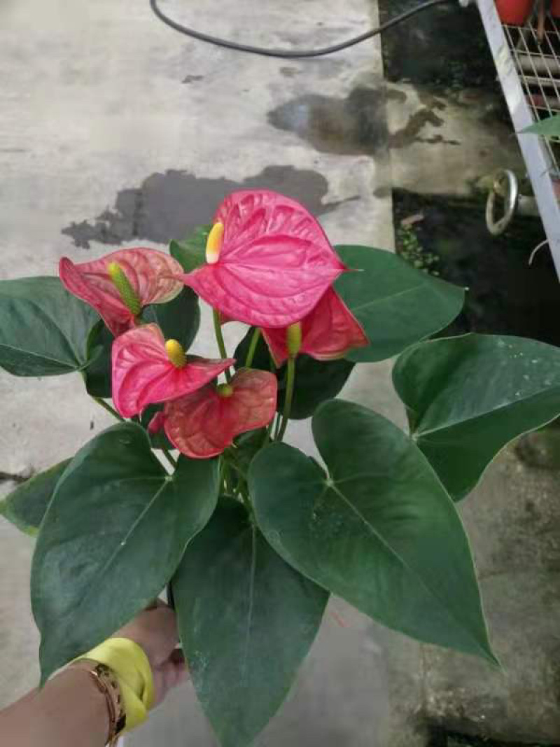 红掌