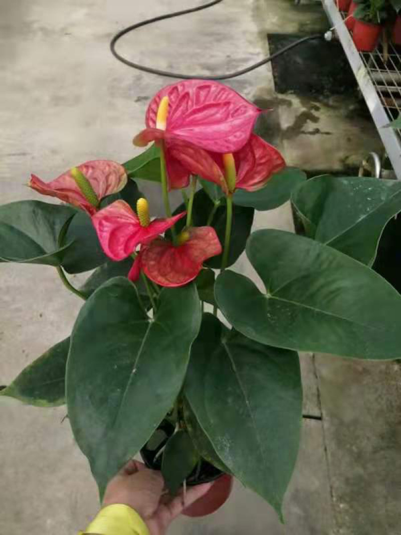 红掌