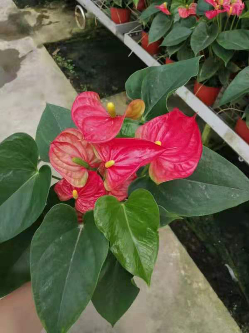 红掌