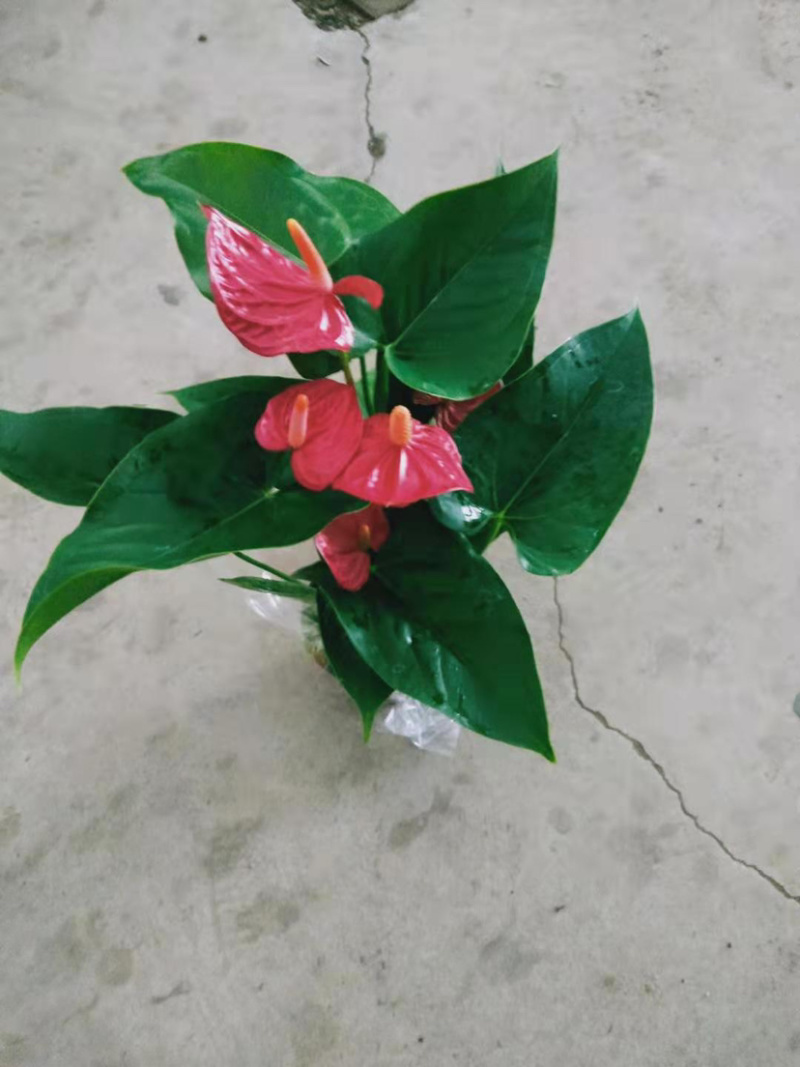 红掌
