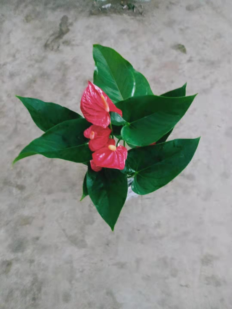 红掌