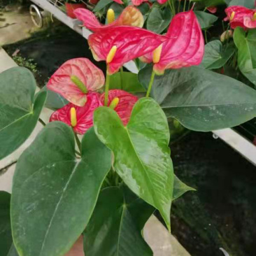 红掌