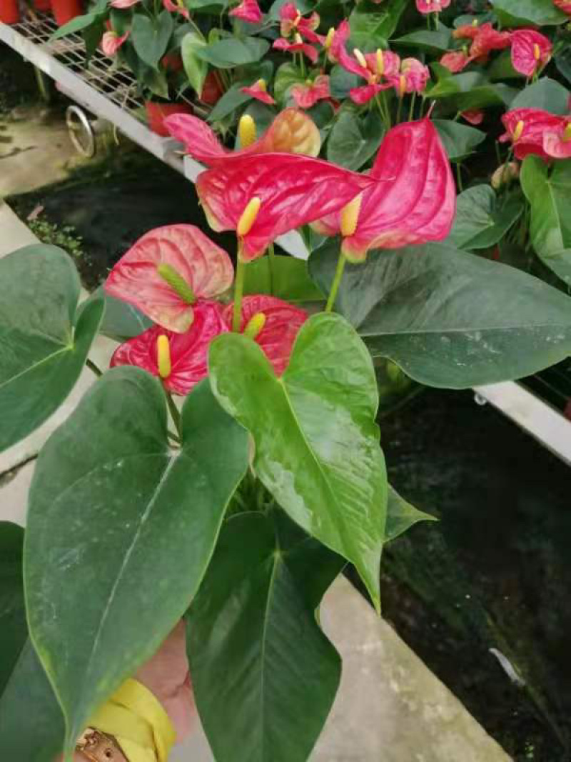 红掌