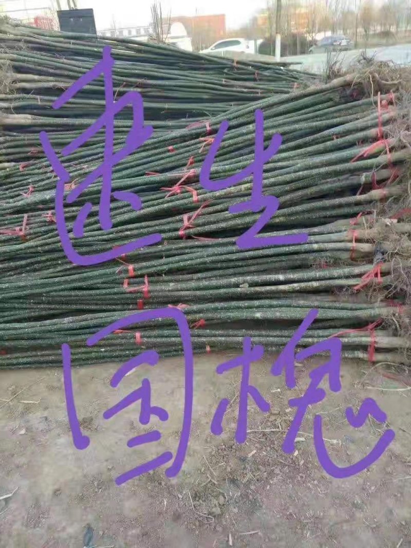 国槐2公分~12公分速生国槐，槐树,货源充足，山东国槐