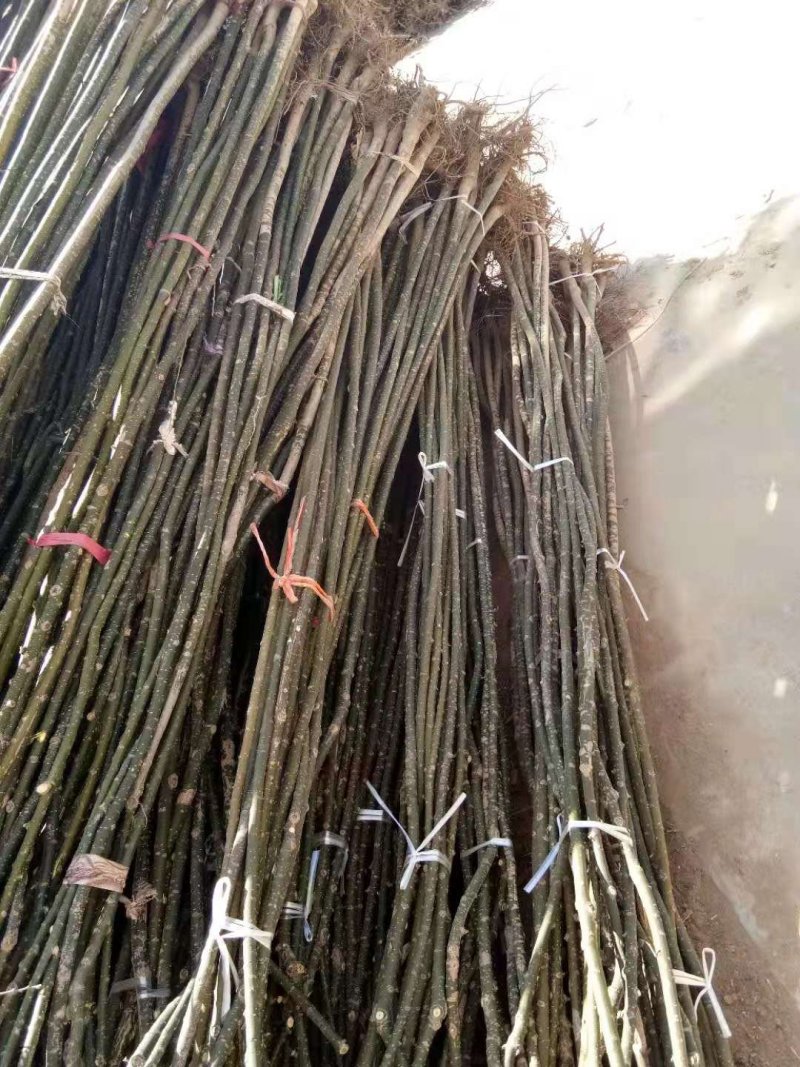 国槐2公分~12公分速生国槐，槐树,货源充足，山东国槐