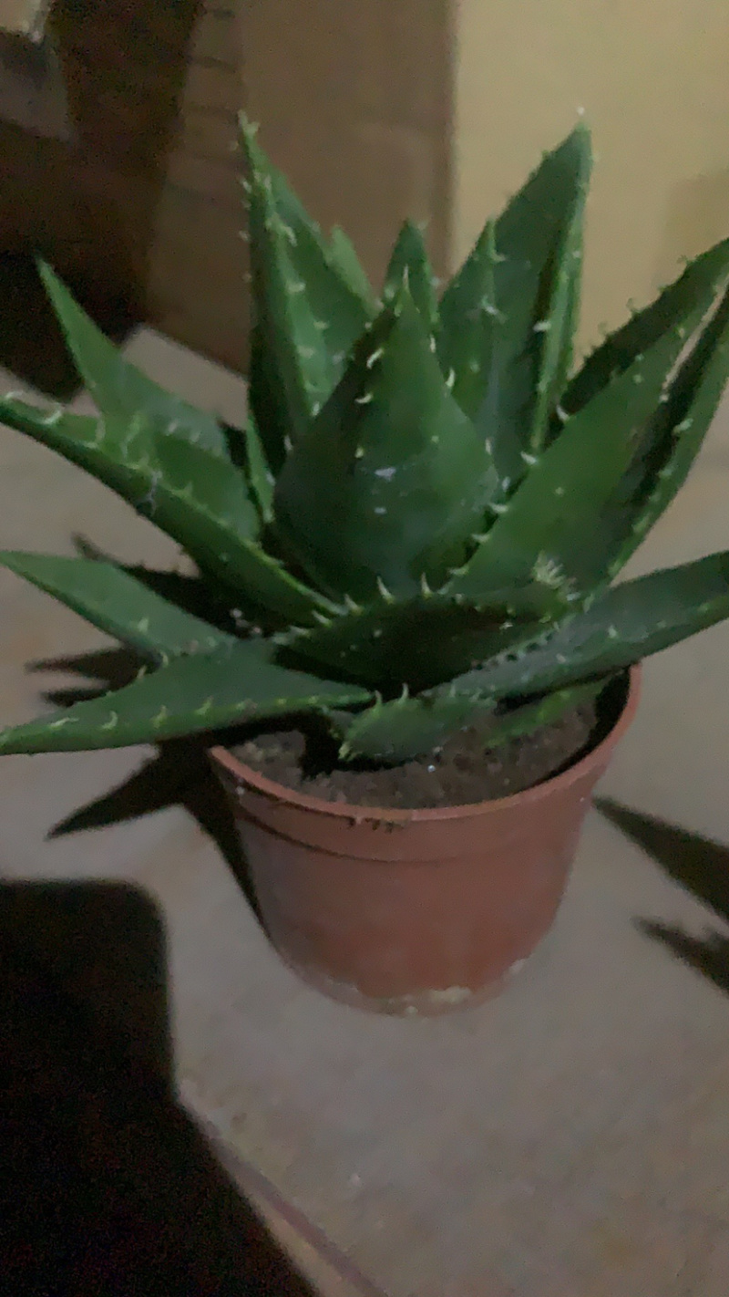 芦荟