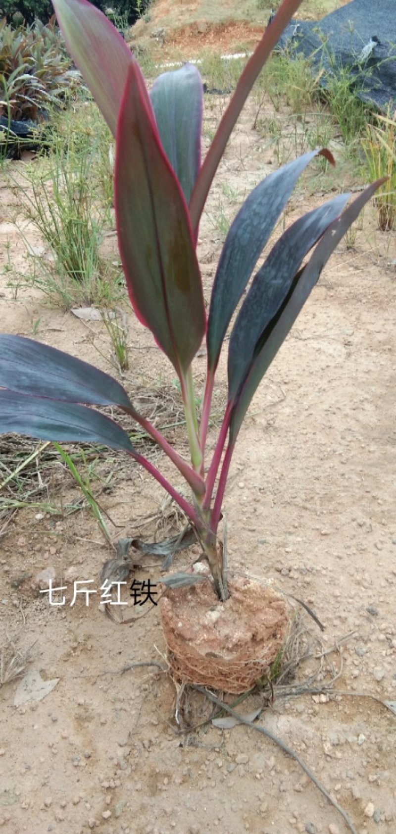 (推荐)亮叶朱焦，高25至35冠幅15至25有1至3分枝