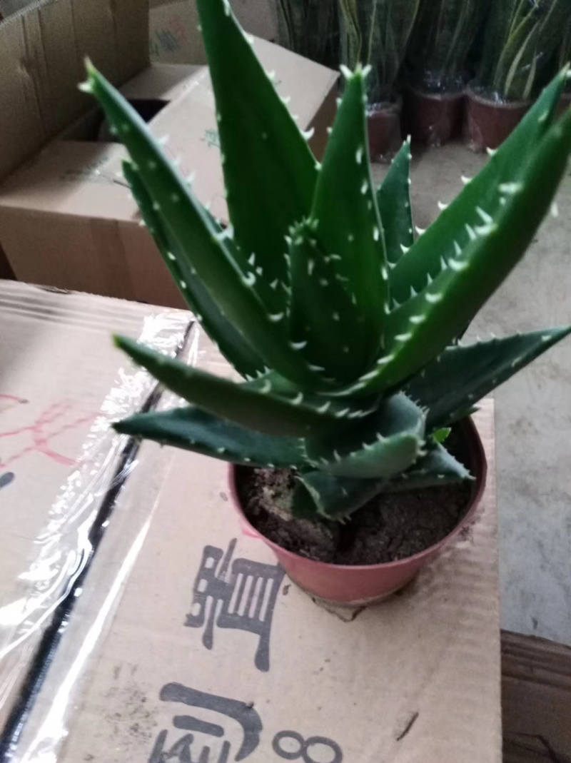 芦荟