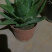 芦荟