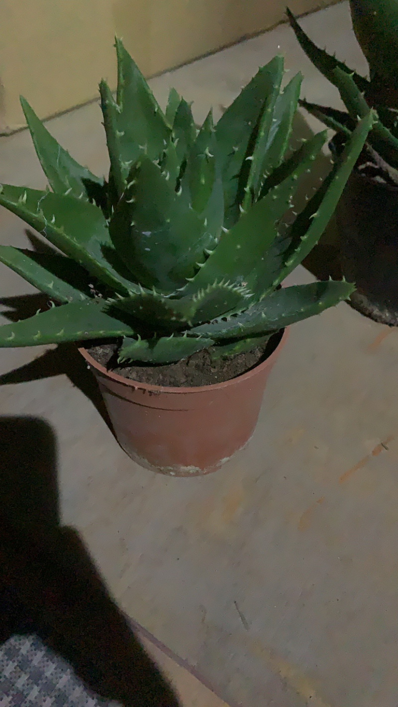 芦荟