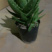 芦荟