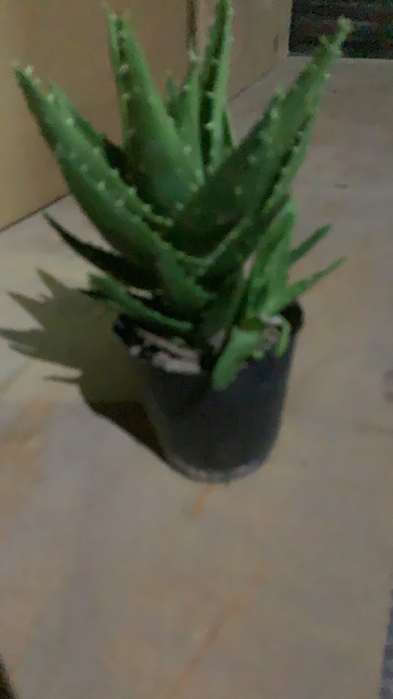 芦荟