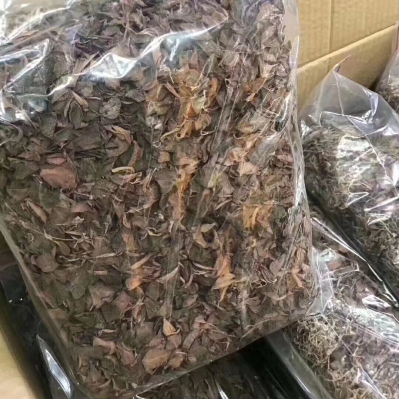 金线莲野生到福建亩产一分钱一分货不怕不识货大货