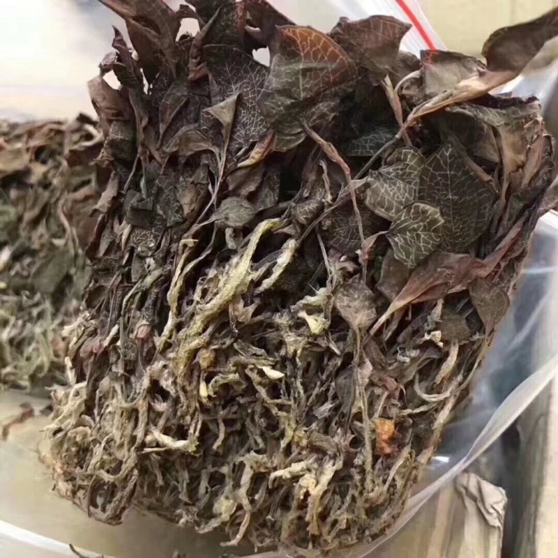 金线莲野生到福建亩产一分钱一分货不怕不识货大货