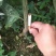 处理一批1―2起公分爱媛苗，大量现货供应，可视频看货