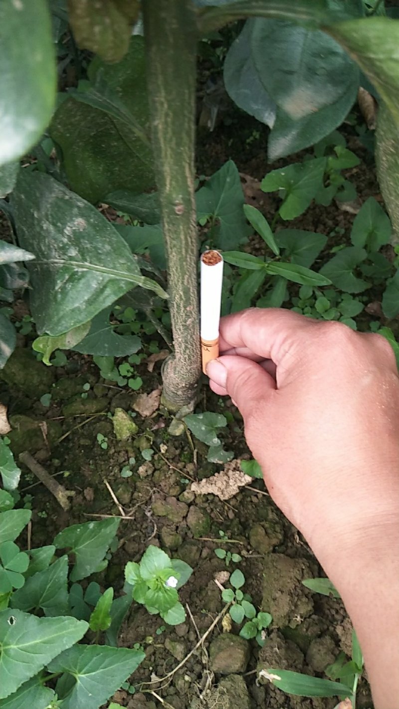 处理一批1―2起公分爱媛苗，大量现货供应，可视频看货