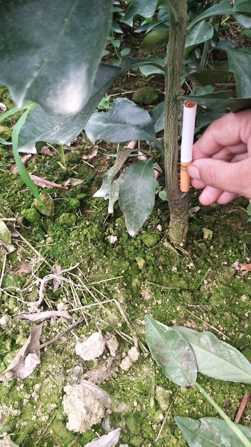 处理一批1―2起公分爱媛苗，大量现货供应，可视频看货