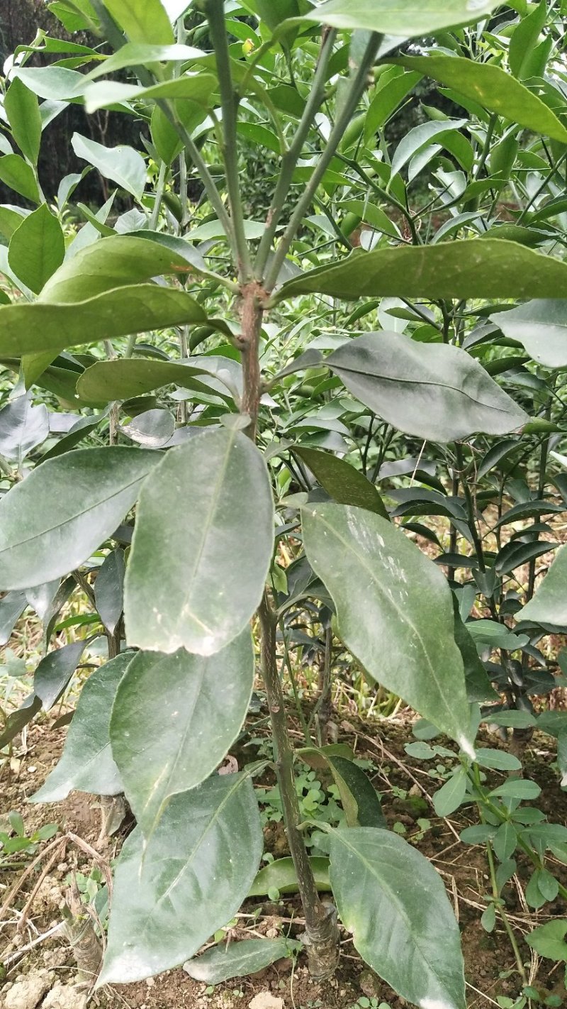 处理一批1―2起公分爱媛苗，大量现货供应，可视频看货