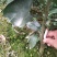 处理一批1―2起公分爱媛苗，大量现货供应，可视频看货