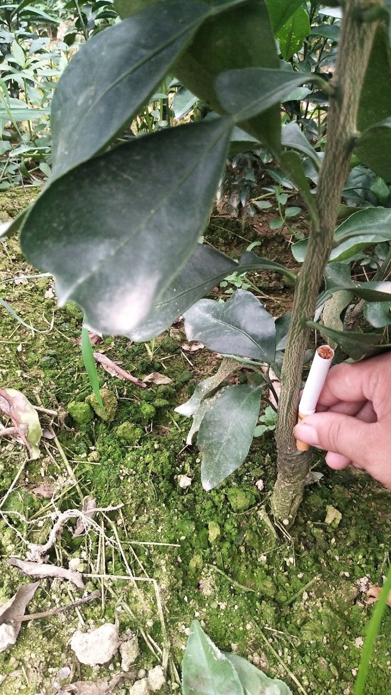 处理一批1―2起公分爱媛苗，大量现货供应，可视频看货