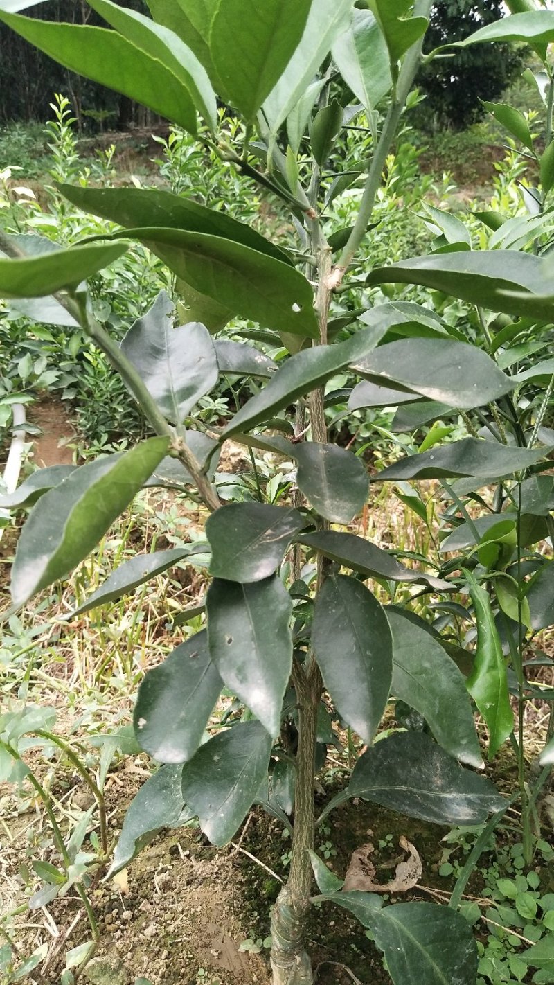 处理一批1―2起公分爱媛苗，大量现货供应，可视频看货