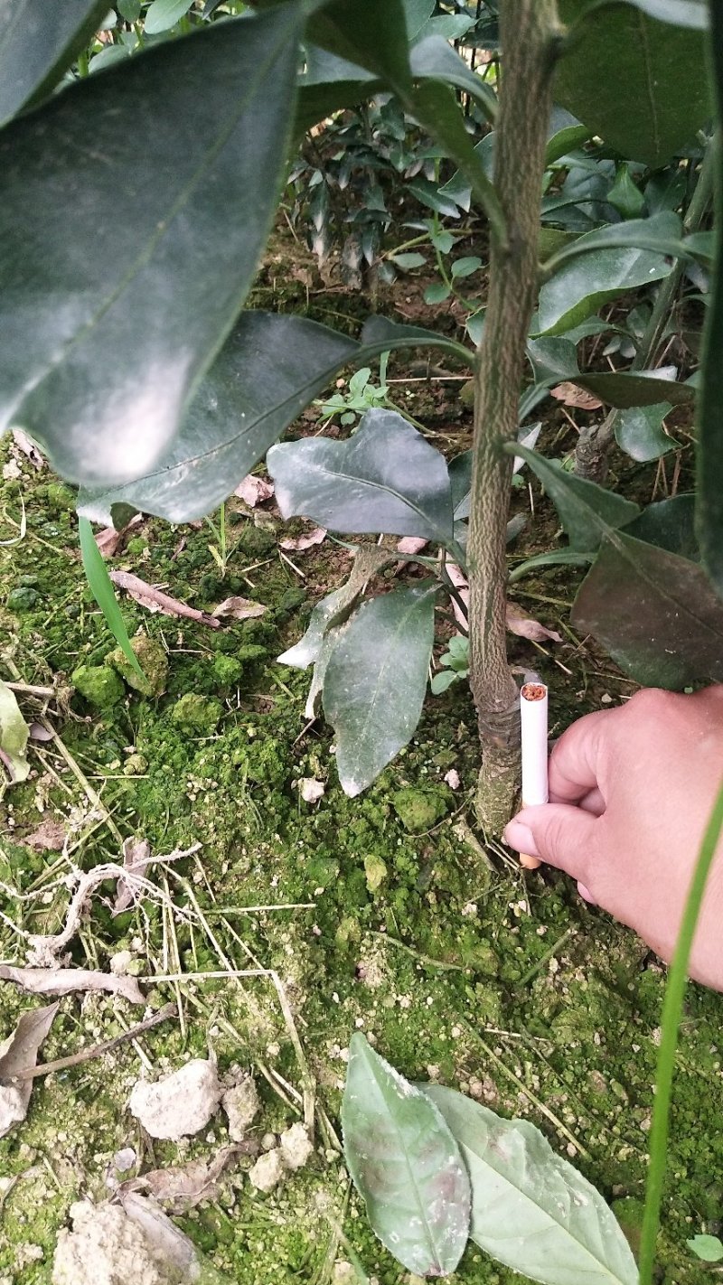 处理一批1―2起公分爱媛苗，大量现货供应，可视频看货