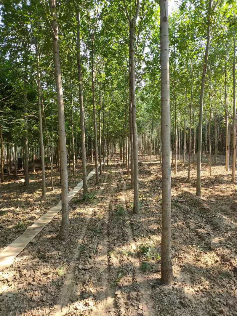 白蜡树，原生白蜡，老白蜡2-10公分货源充足，价格便宜