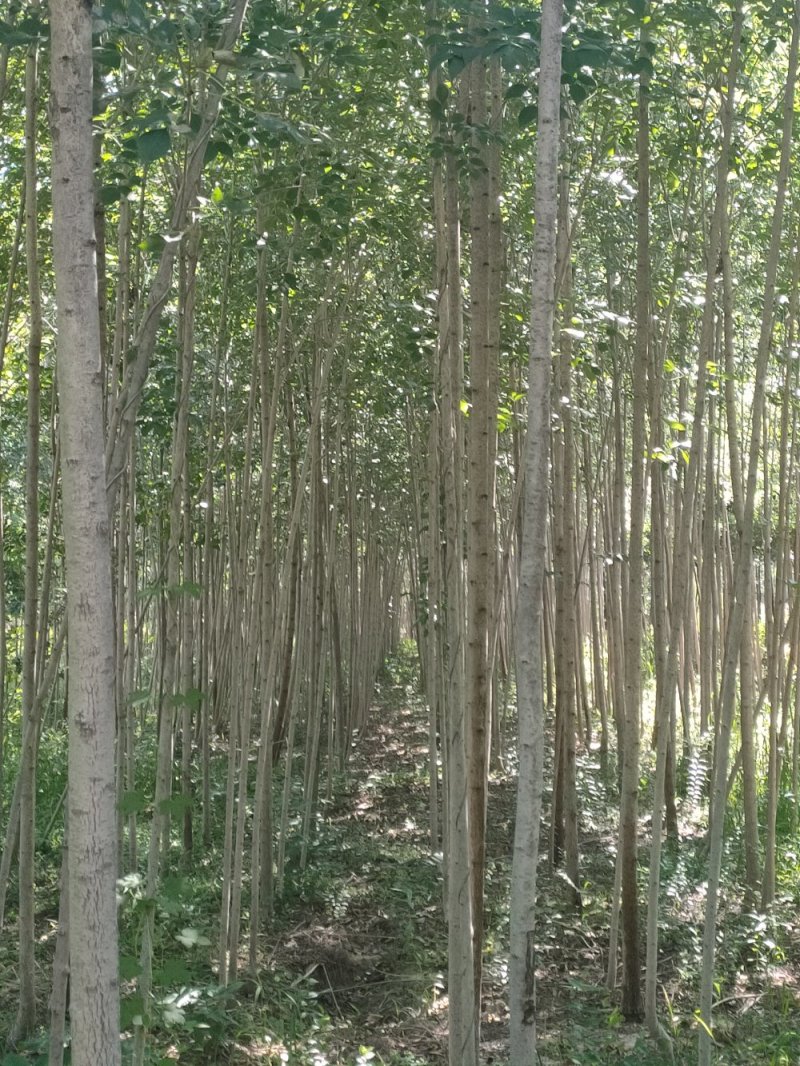 白蜡树，原生白蜡，老白蜡2-10公分货源充足，价格便宜