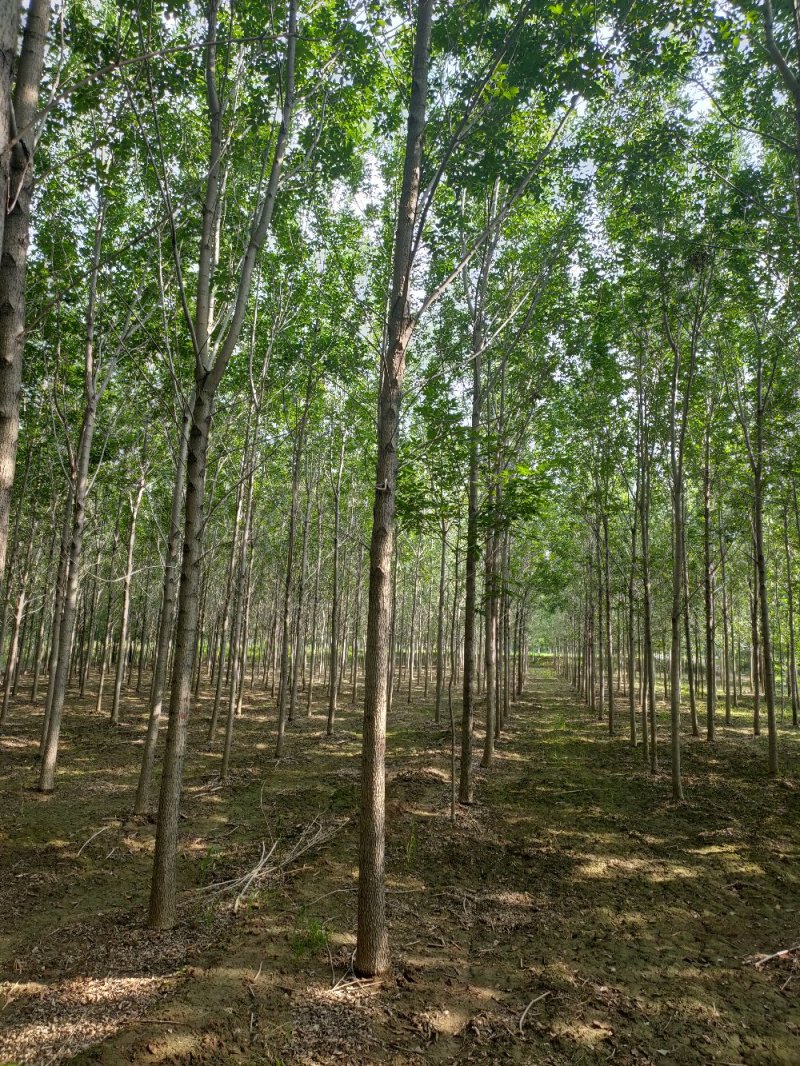 白蜡树，原生白蜡，老白蜡2-10公分货源充足，价格便宜