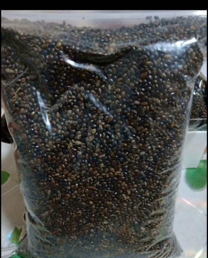 中华沙棘种子