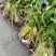 梭鱼草海寿花。。。。。。。。。。。。。。。