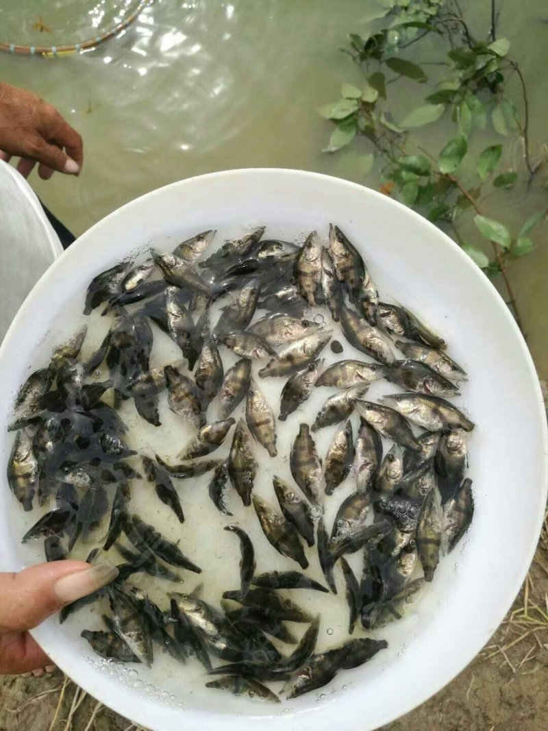桂花苗优质桂花鱼苗