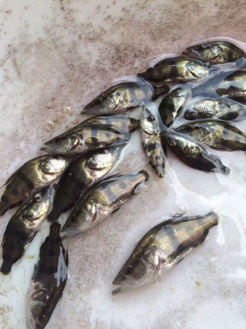 桂花苗优质桂花鱼苗