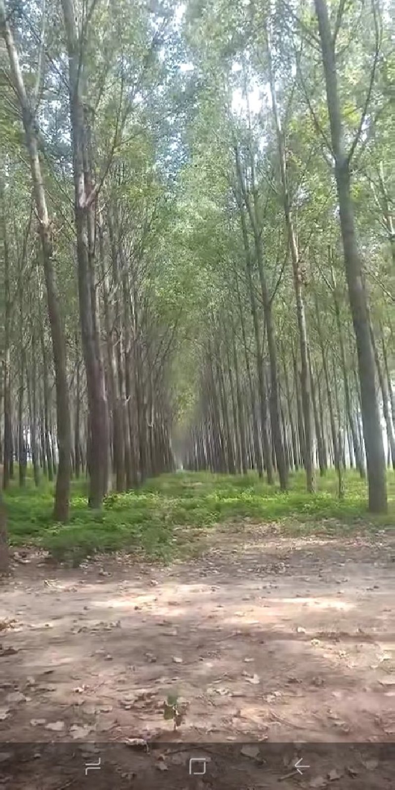 白杨树苗白杨苗速生无絮白杨树苗规格齐全价格优惠