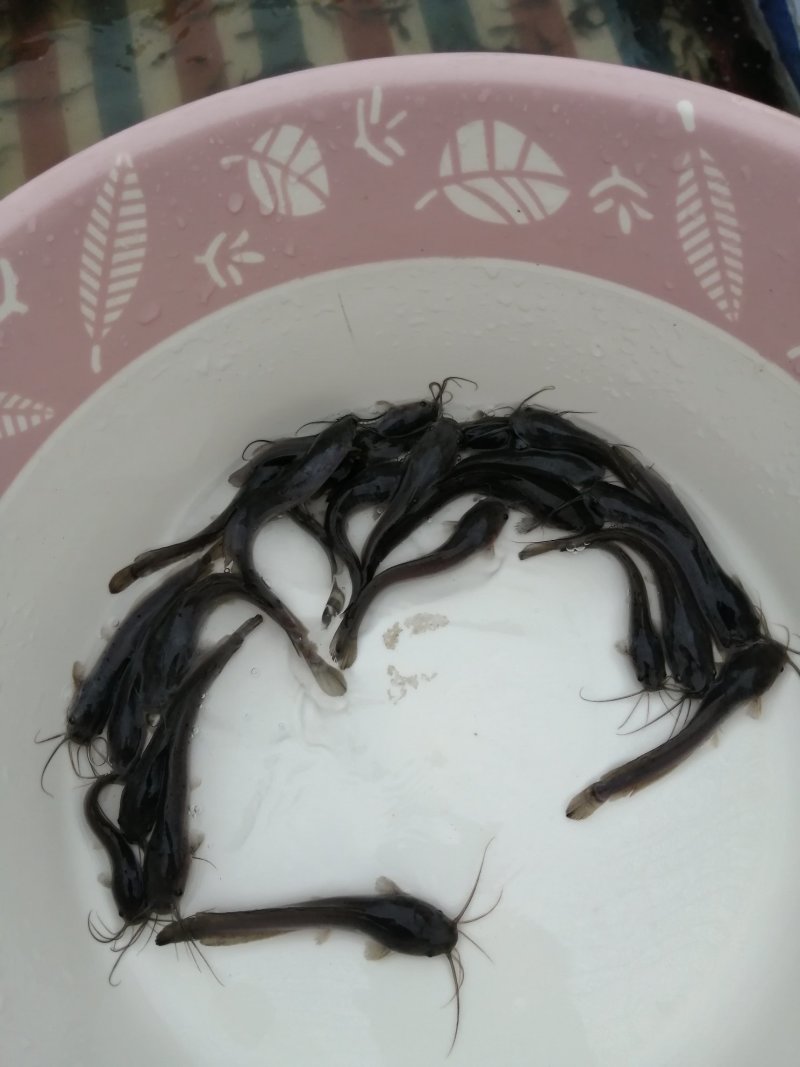 埃及苗幼苗粗苗