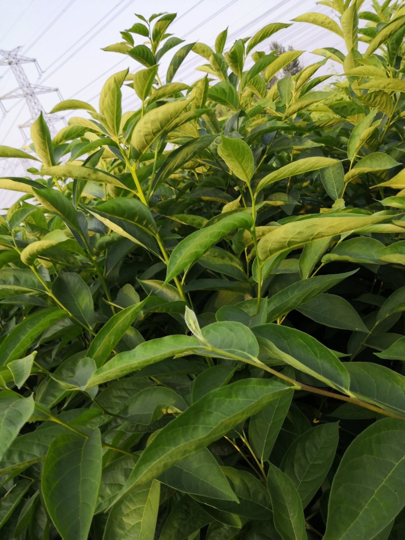 批发软枣苗山东软枣树苗嫁接新品种柿子树占木