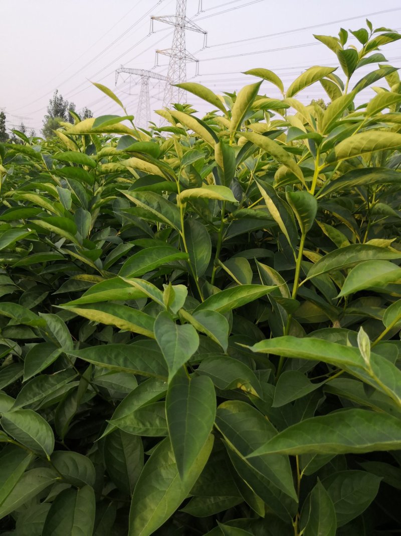 批发软枣苗山东软枣树苗嫁接新品种柿子树占木