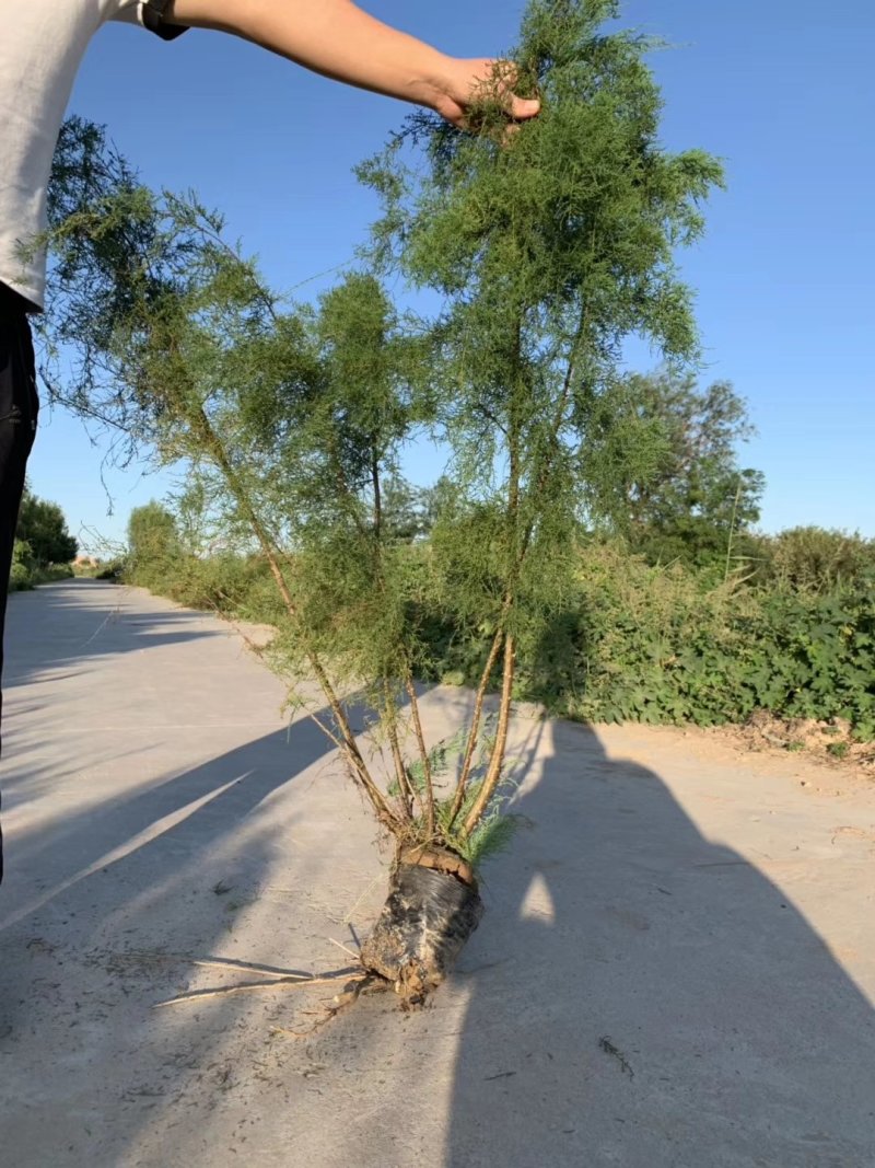 柽柳，【基地直供】盐碱地种植，高速护坡，价格低/聚划算