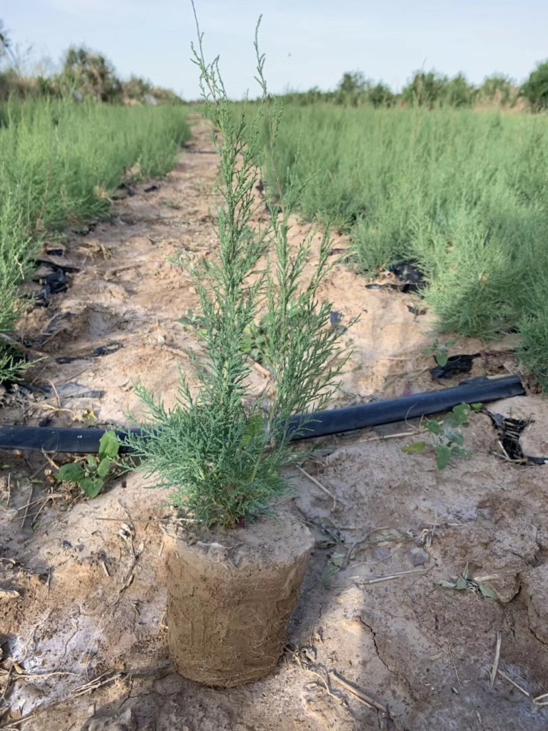 柽柳，【基地直供】盐碱地种植，高速护坡，价格低/聚划算