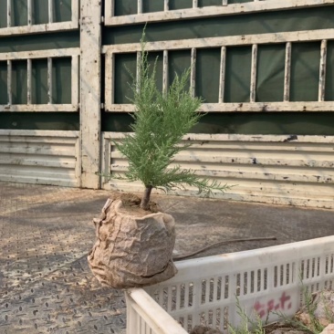 柽柳，【基地直供】盐碱地种植，高速护坡，价格低/聚划算