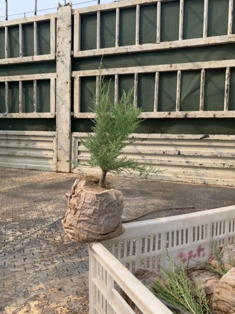 柽柳，【基地直供】盐碱地种植，高速护坡，价格低/聚划算