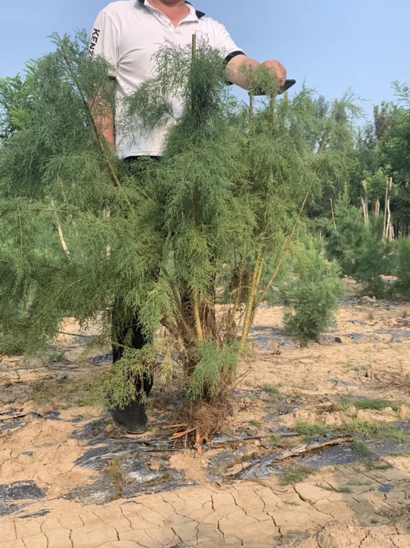 柽柳，【基地直供】盐碱地种植，高速护坡，价格低/聚划算