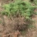 柽柳，【基地直供】盐碱地种植，高速护坡，价格低/聚划算