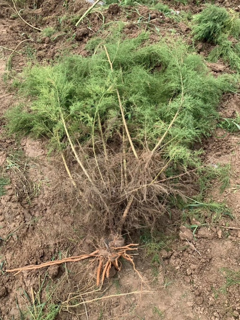 柽柳，【基地直供】盐碱地种植，高速护坡，价格低/聚划算