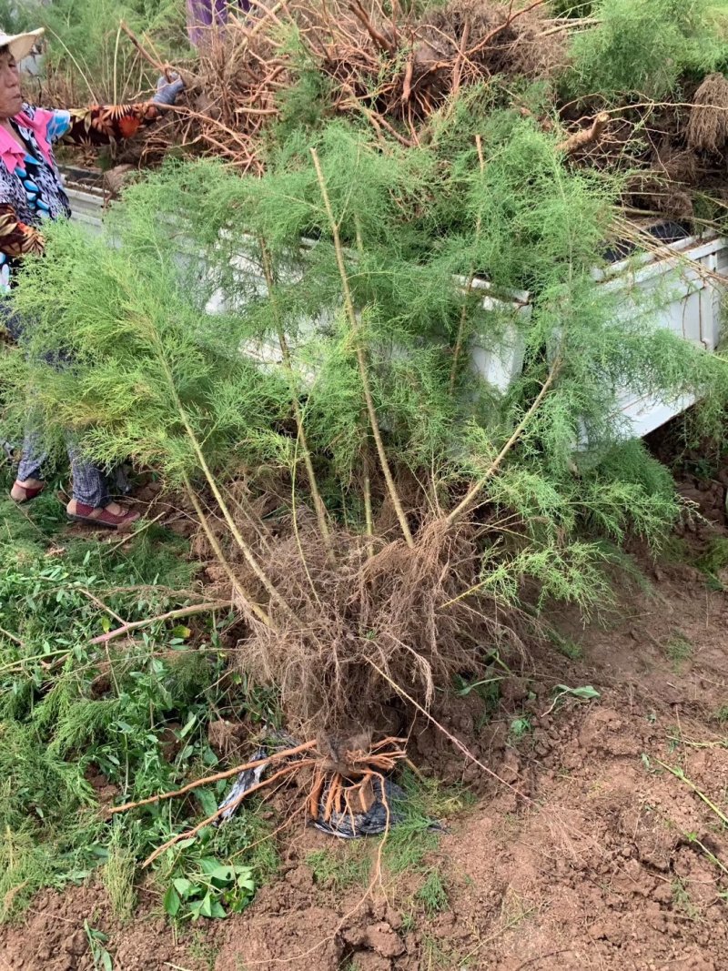 柽柳，【基地直供】盐碱地种植，高速护坡，价格低/聚划算